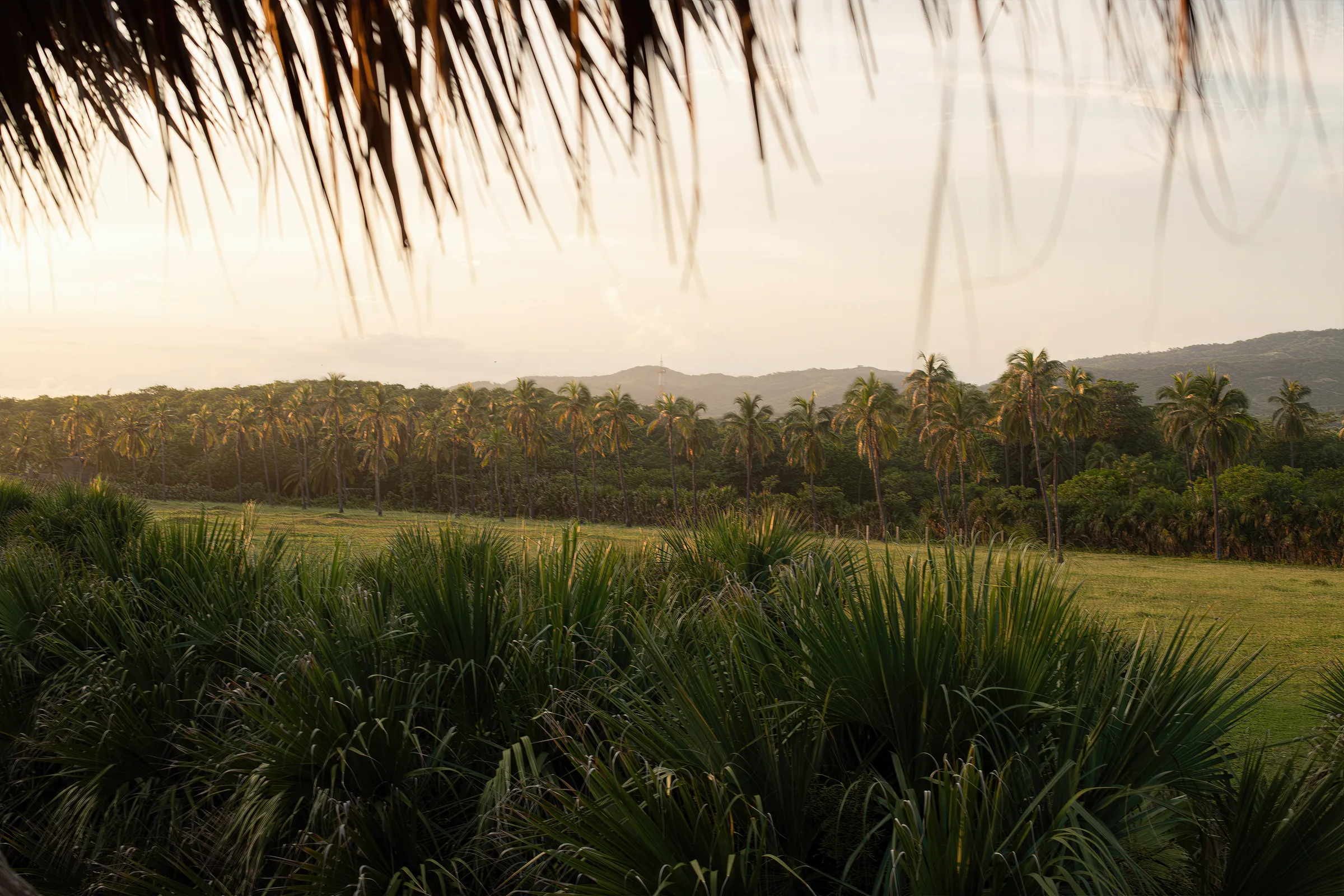 ForestView of the palm forest